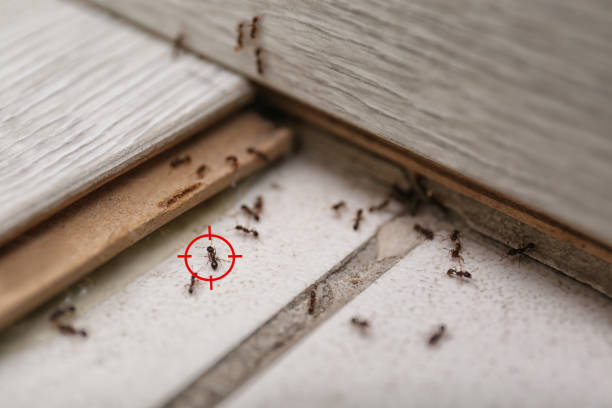 Best Mosquito Control Services  in Vanceburg, KY