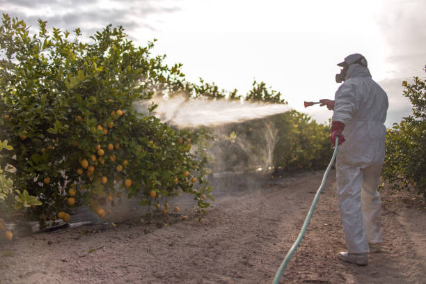 Best Termite Control Services  in Vanceburg, KY